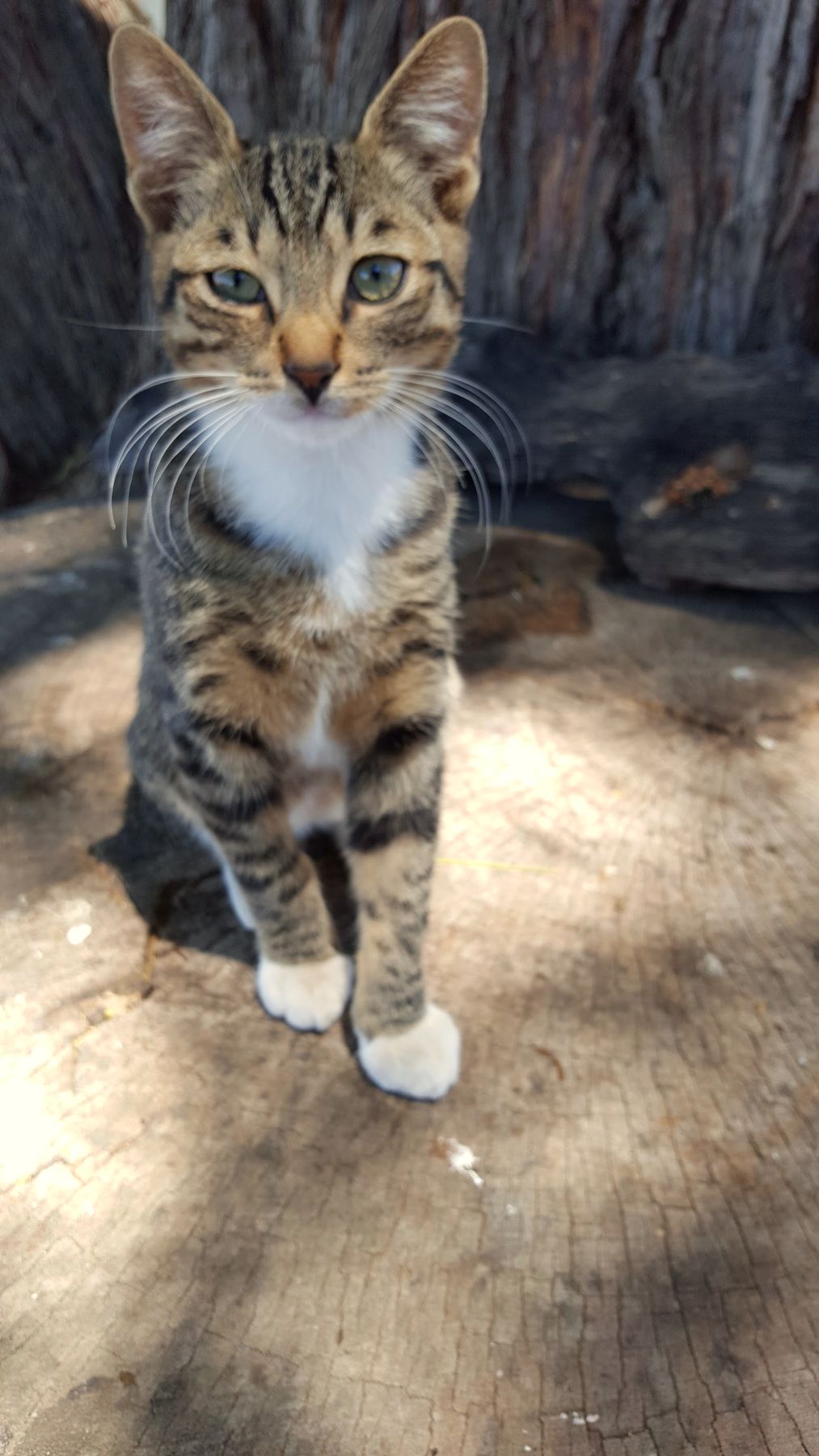 Die padstal se kat