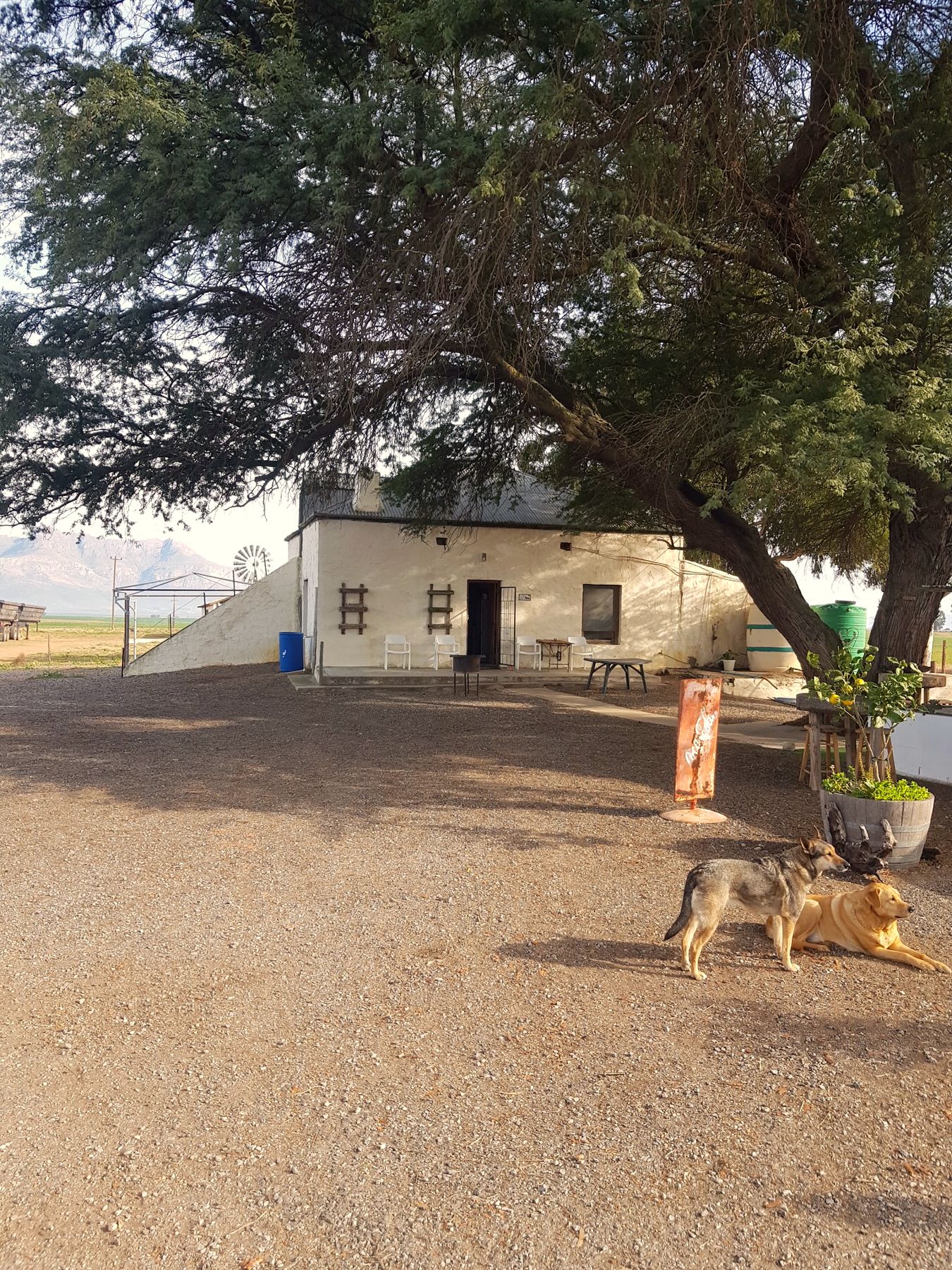 Die werf met die hond